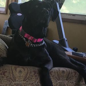 Meet your Posher, Sue